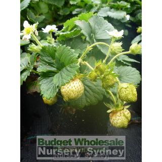 Strawberry Temptation 140Mm Pots Edible Fruits. Plants