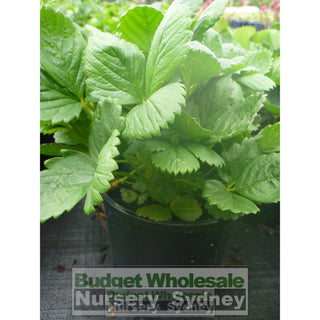 Strawberry Temptation 140Mm Pots Edible Fruits. Plants