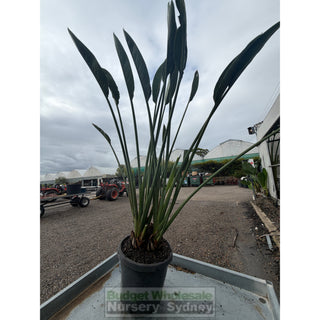 Strelitzia parvifolia 300mm pot Plants