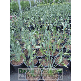 Strelitzia Parvifolia Var. Juncea 200Mm Pot Default Type