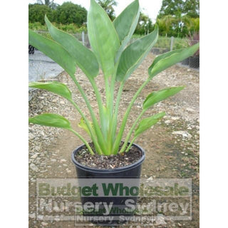 Strelitzia Reginae Dwarf Bird Of Paradise 200Mm Pot Default Type
