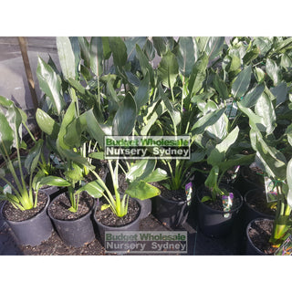 Strelitzia Reginae Dwarf Bird Of Paradise 200Mm Pot Default Type