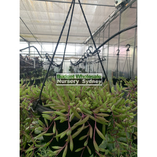 String Of Beans 140Mm Hanger Senecio Hanging Basket Default Type