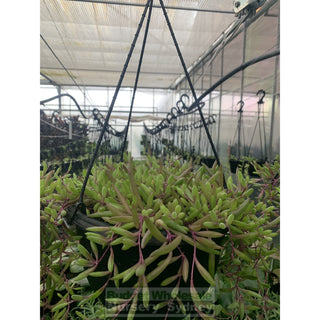 String Of Beans 140Mm Hanger Senecio Hanging Basket Default Type