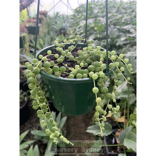 String Of Pearls 140Mm Hanger Senecio Rowleyanus Default Type