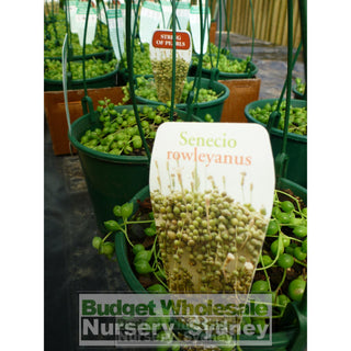 String Of Pearls 140Mm Hanger Senecio Rowleyanus Default Type