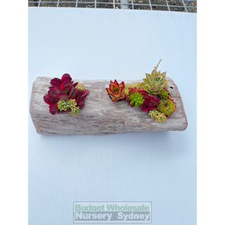Succulent Log Large (Between 300Mm And 370Mm Long X Approx 150Mm)