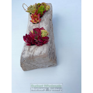 Succulent Log Large (Between 300Mm And 370Mm Long X Approx 150Mm)