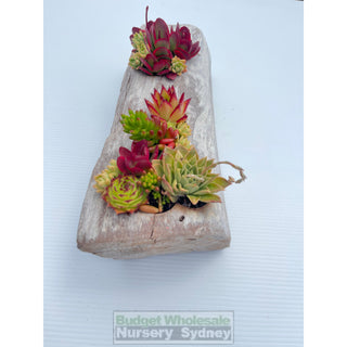Succulent Log Large (Between 300Mm And 370Mm Long X Approx 150Mm)