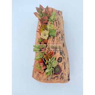 Succulent Log Medium (Between 250Mm And 300Mm Long X Approx 150Mm)