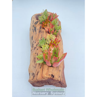 Succulent Log Medium (Between 250Mm And 300Mm Long X Approx 150Mm)