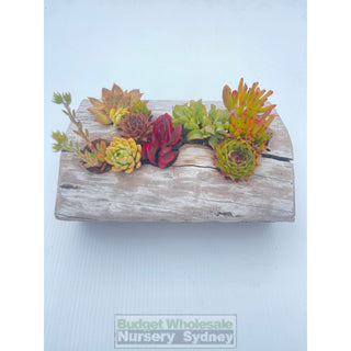 Succulent Log Medium (Between 250Mm And 300Mm Long X Approx 150Mm)