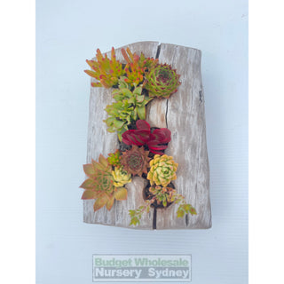 Succulent Log Medium (Between 250Mm And 300Mm Long X Approx 150Mm)