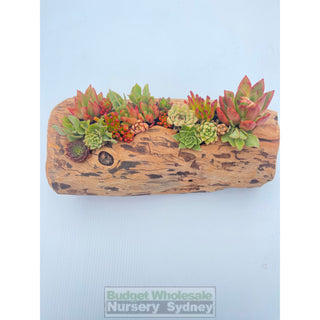 Succulent Log Medium (Between 250Mm And 300Mm Long X Approx 150Mm)