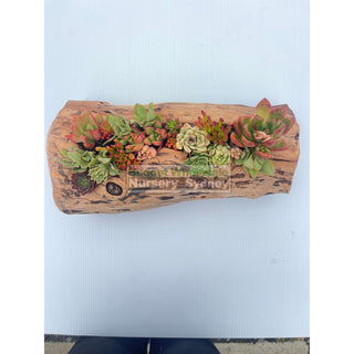 Succulent Log Medium (Between 250Mm And 300Mm Long X Approx 150Mm)