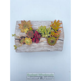 Succulent Log Medium (Between 250Mm And 300Mm Long X Approx 150Mm)