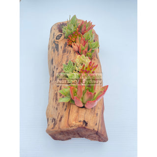 Succulent Log Medium (Between 250Mm And 300Mm Long X Approx 150Mm)