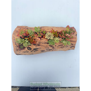Succulent Log Medium (Between 250Mm And 300Mm Long X Approx 150Mm)