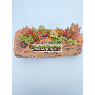 Succulent Log Medium (Between 250Mm And 300Mm Long X Approx 150Mm)