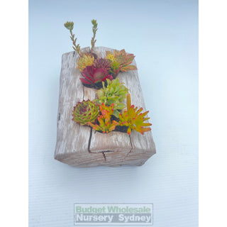 Succulent Log Medium (Between 250Mm And 300Mm Long X Approx 150Mm)