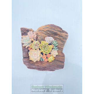 Succulent Log Small (Between 200Mm And 250Mm Long X Approx 150Mm)