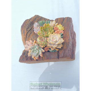 Succulent Log Small (Between 200Mm And 250Mm Long X Approx 150Mm)