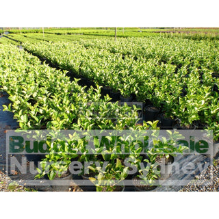 Sweet Viburnum 200Mm Pot Odoratissimum Plants