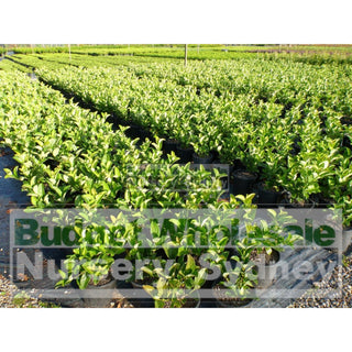 Sweet Viburnum 200Mm Pot Odoratissimum Plants