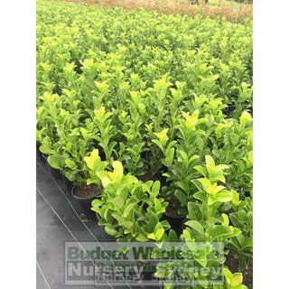 Sweet Viburnum 200Mm Pot Odoratissimum Plants