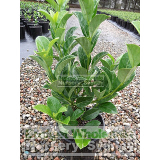 Sweet Viburnum 200Mm Pot Odoratissimum Plants