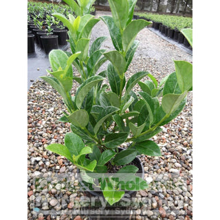 Sweet Viburnum 200Mm Pot Odoratissimum Plants