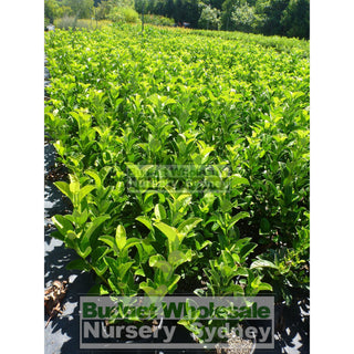 Sweet Viburnum 200Mm Pot Odoratissimum Plants