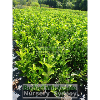 Sweet Viburnum 200Mm Pot Odoratissimum Plants