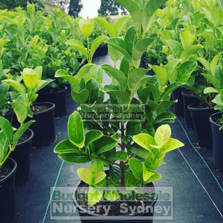 Sweet Viburnum 200Mm Pot Odoratissimum Plants