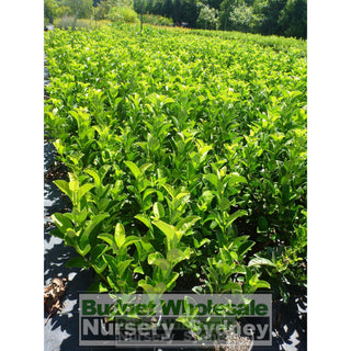 Sweet Viburnum 200Mm Pot Odoratissimum Plants