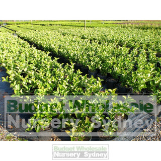 Sweet Viburnum 200Mm Pot Odoratissimum Plants