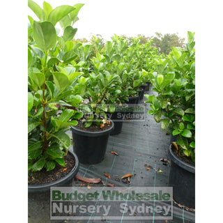 Sweet Viburnum Large 300Mm Pot Odoratissimum Plants