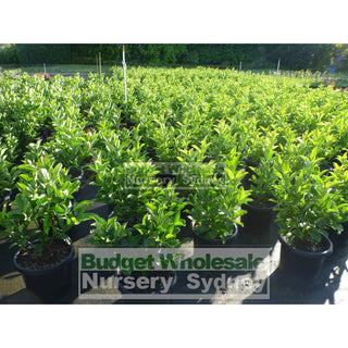 Sweet Viburnum Large 300Mm Pot Odoratissimum Plants