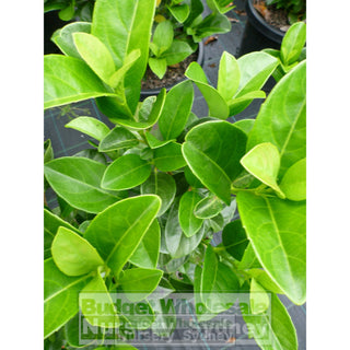 Sweet Viburnum Large 300Mm Pot Odoratissimum Plants