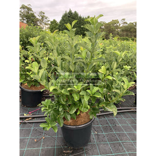 Sweet Viburnum Large 300Mm Pot Odoratissimum 25L Plants