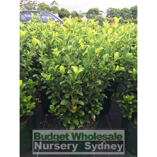 Sweet Viburnum Xxlarge 400Mm/45Lt Bags Pot Odoratissimum Plants