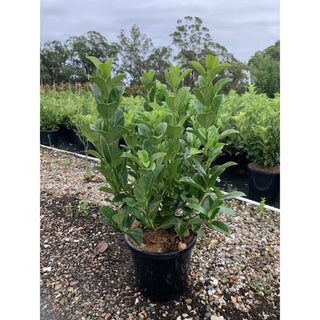 Sweet Viburnum Xxlarge 400Mm/45Lt Bags Pot Odoratissimum Plants