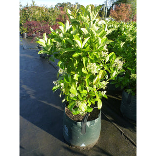 Sweet Viburnum Xxlarge 400Mm/45Lt Bags Pot Odoratissimum Plants