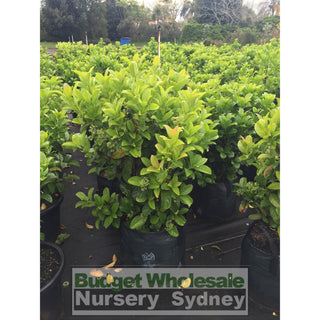 Sweet Viburnum Xxlarge 400Mm/45Lt Bags Pot Odoratissimum Plants