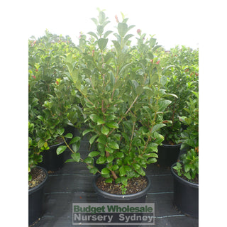 Sweet Viburnum Xxlarge 400Mm/45Lt Bags Pot Odoratissimum Plants