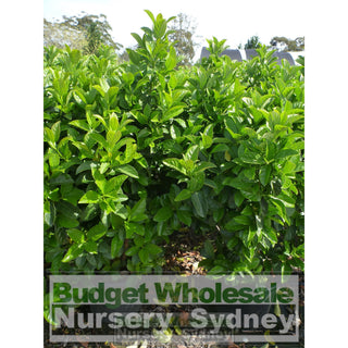 Sweet Viburnum Xxlarge 400Mm/45Lt Bags Pot Odoratissimum Plants