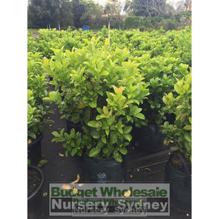 Sweet Viburnum Xxlarge 400Mm/45Lt Bags Pot Odoratissimum Plants