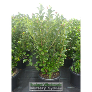 Sweet Viburnum Xxlarge 400Mm/45Lt Bags Pot Odoratissimum Plants