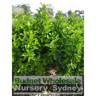 Sweet Viburnum Xxlarge 400Mm/45Lt Bags Pot Odoratissimum Plants