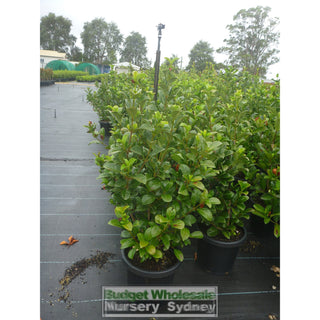 Sweet Viburnum Xxlarge 400Mm/45Lt Bags Pot Odoratissimum Plants